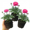 Ranunculus Vortex Hot Pink Persian Buttercup Plants (Set of 3 or 6)