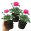 Set of 3 or 6 Ranunculus Vortex Hot Pink Persian Buttercup Plants, Spring Flowering, Outdoor Garden Ready, 1 Litre Root-Ball