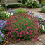 Set of 3 or 6 Silene Schafta Autumn Catchfly Hardy Perennial Plants, Pink Flowering Alpine Ground Cover, Outdoor Garden Ready, 1 Litre Root-Ball