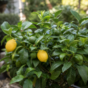5Ltr Meyer Lemon Citrus Tree, Nursery Pots, Fruiting