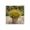 Spiraea Goldflame Plants