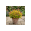 1 Spiraea Goldflame Plant, Hardy Japanese Spirea Flowering Shrub, Garden Ready, 17cm Root-Ball