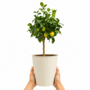 5Ltr Meyer Lemon Citrus Tree, Nursery Pots, Fruiting