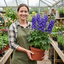 Delphinium Pixie Neptune Rocket Plant (3L Pot)
