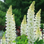 1 Large Plant - Lupin Legendary White Shades, Outdoor Garden Ready, 2L Rootball