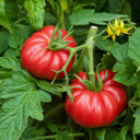 Supersteak Beefsteak Tomato Plants