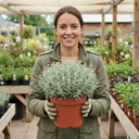 Santolina Chamaecyparissus Cotton Lavender Plants