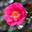 Camellia Pink