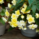 Begonia Fragrant Falls Lemon Plant (2L Pot)