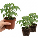 Tomato Veranda Red Variety Plants (Set of 3 or 6)