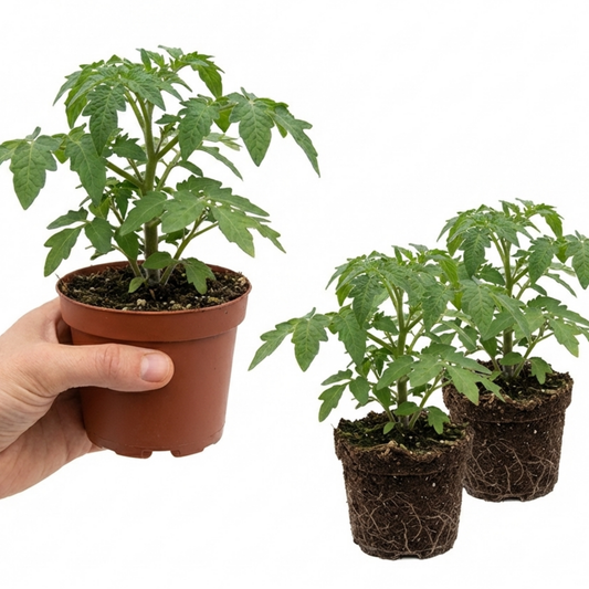 Tomato 'Veranda Red' – Dwarf Bush Tomato (Set of 3 or 6)