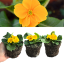Primrose Orange Plant