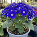 Senetti Kobalt Blue Pericallis Daisy Plants