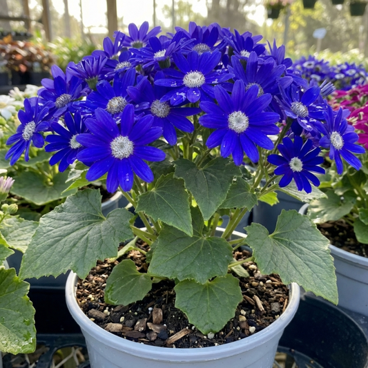 Deep cobalt blue daisy flowers with white centres above lobed green foliage in a pale pot