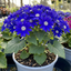 1 Senetti Kobalt Blue Pericallis Daisy Plant, Vibrant Outdoor Summer Bedding, 17cm Root Ball