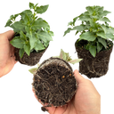 Set of 3 or 6 Large, Outdoor Garden Ready Plants - Fuchsia Bella Nora (White & Violet)