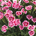 Dianthus Pink Kisses Plant