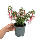 Fuchsia Alice Hoffman Plants
