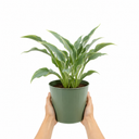 3Ltr Hosta Tears from Heaven, Shade Perennial, Nursery Pots
