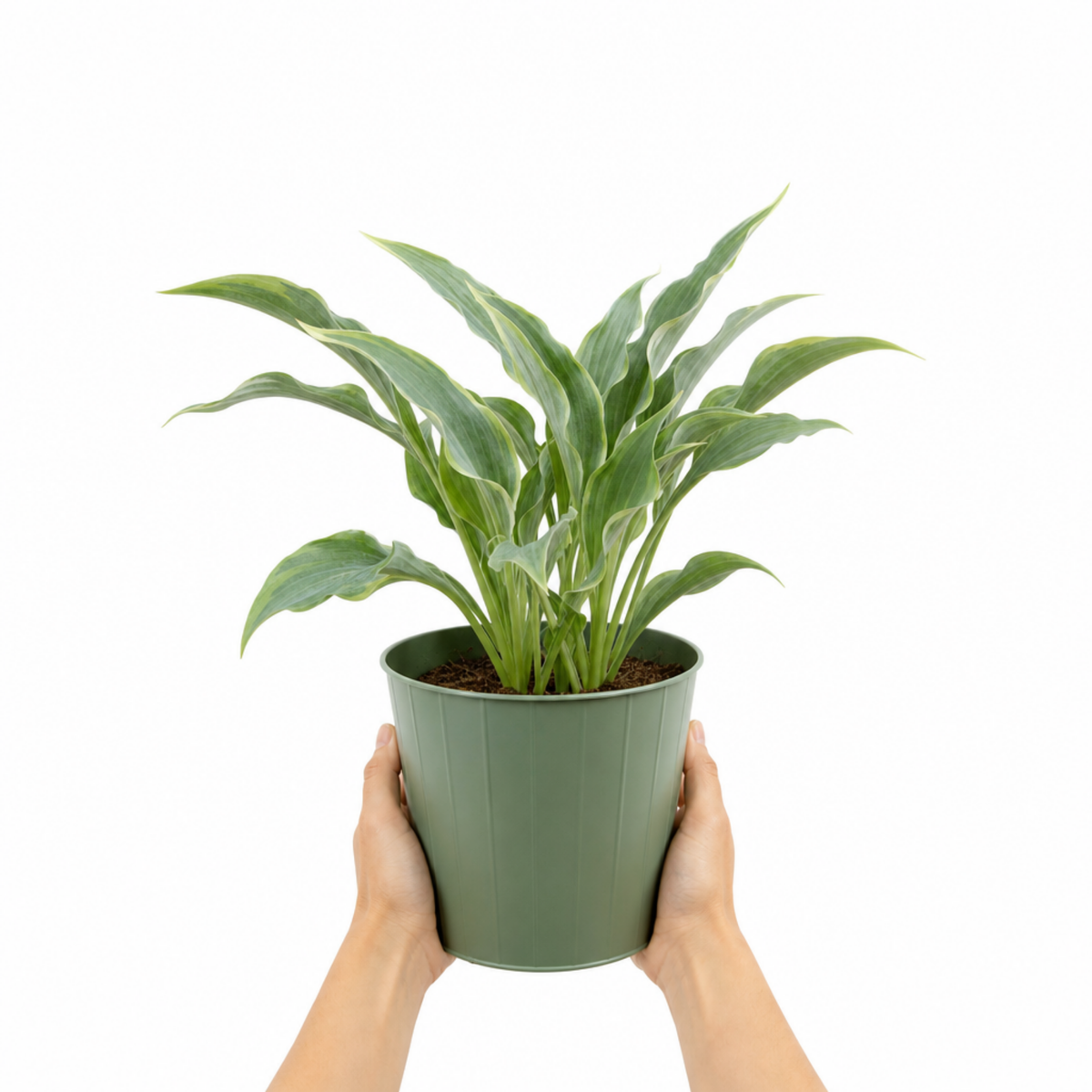 Hosta 'Tears from Heaven' (Plantain Lily) – Shade Loving Perennial (3L Pot)