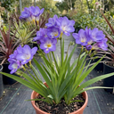 Freesia Delta River Plants