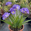 1 Freesia Delta River Hardy Perennial Plant, Fragrant Scented Summer Flowers, Garden Ready, 2L Root Ball