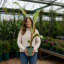 Banana Tree 3L (100–120 cm Tall)