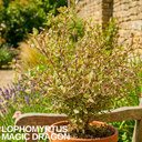 Lophomyrtus ‘Magic Dragon’ Plant