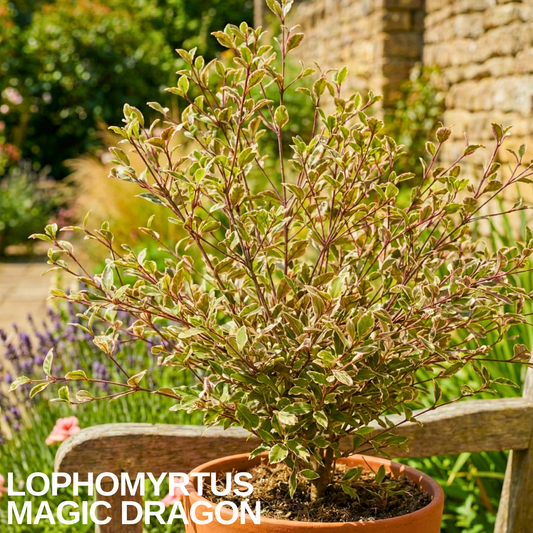 Lophomyrtus 'Magic Dragon' in a terracotta pot, small cream, pink and bronze-green variegated leaves