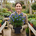 Ceanothus Concha Plants