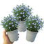 3 Large Plants - Lobelia Springs Lavender, Ready to Plant in Your Garden