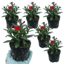 Lobelia Starship Scarlet Upright Plants (Set of 3 or 6)