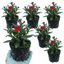 Set of 3 or 6 Lobelia Starship Scarlet Upright Hardy Perennial Plants, Summer Bedding, Garden Ready, 1 Litre Root Ball