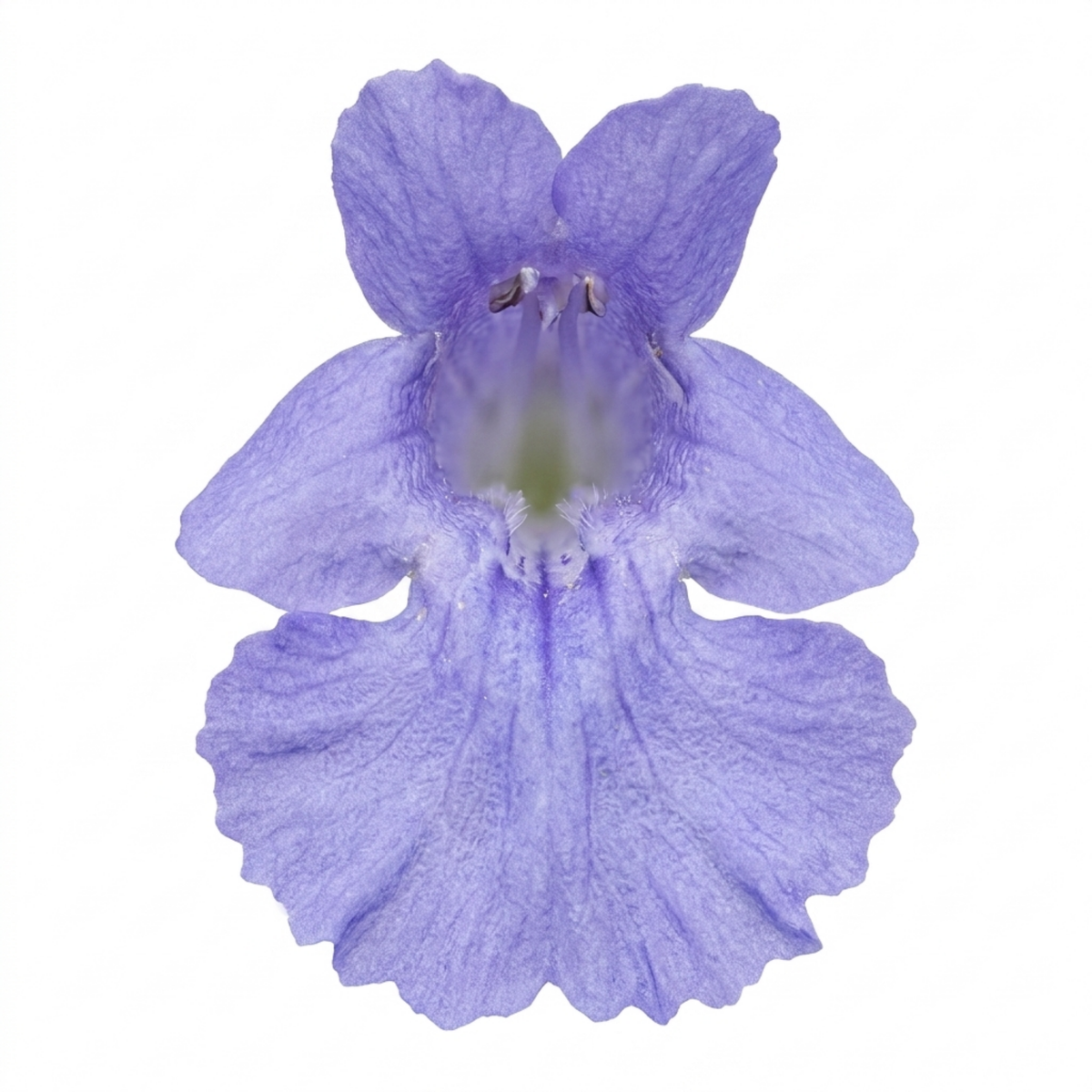 Nepeta x faassenii 'Walker's Low' (Catmint) – Hardy Perennial (3L Pot)