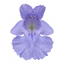 1 Nepeta Faassenii Walkers Low Catmint Plant, Bee Friendly Hardy Perennial, 3 Litre Root Ball