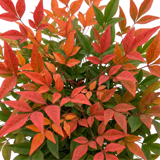 Bushy shrub of slender leaves turning from green to coral red and orange, shot against white