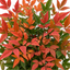 1 Nandina Domestica Light Red Compact Hardy Evergreen Shrub, Garden Ready, 3L 19cm Root-Ball