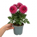 Dahlia Maggiore Deep Rose Plant (3L Pot)