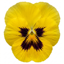 Pansy Cats Plus Yellow Plants (Set of 3 or 6)