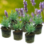 Lavander