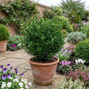 Euonymus Microphyllus Hardy Evergreen Shrub Plants (Set of 3 or 6)