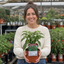 1 Scotch Bonnet Chilli Pepper Plant, Fresh Live Hot Pepper, Garden Ready, 2 Litre Root Ball