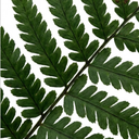 Shield Fern Dryopteris Atrata Plants (Set of 3 or 6)