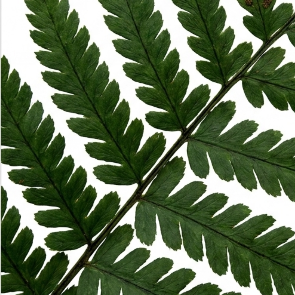 Dryopteris atrata (Shaggy Shield Fern) – Hardy Fern (Set of 3 or 6)