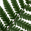 Set of 3 or 6 Shield Fern Dryopteris Atrata Hardy Perennial Plants, Outdoor Garden Ready, 1Ltr Root-Ball