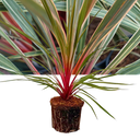 Cordyline Magic Star Plant (3L Pot)