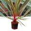 1 Large Plant - Cordyline Magic Star, Ready to Plant in Your Garden, 3L Rootball