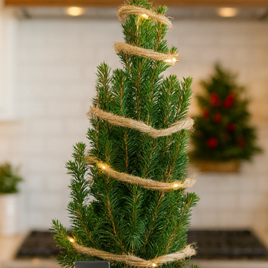 Mini Christmas Tree – Living Tree in Jute Sack with Lights (2L Pot)