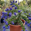 Ceanothus Concha Plants