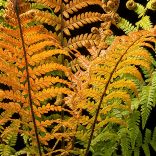 Dryopteris 'Jurassic Gold' (Golden Shield Fern) – Hardy Fern (3L Pot)